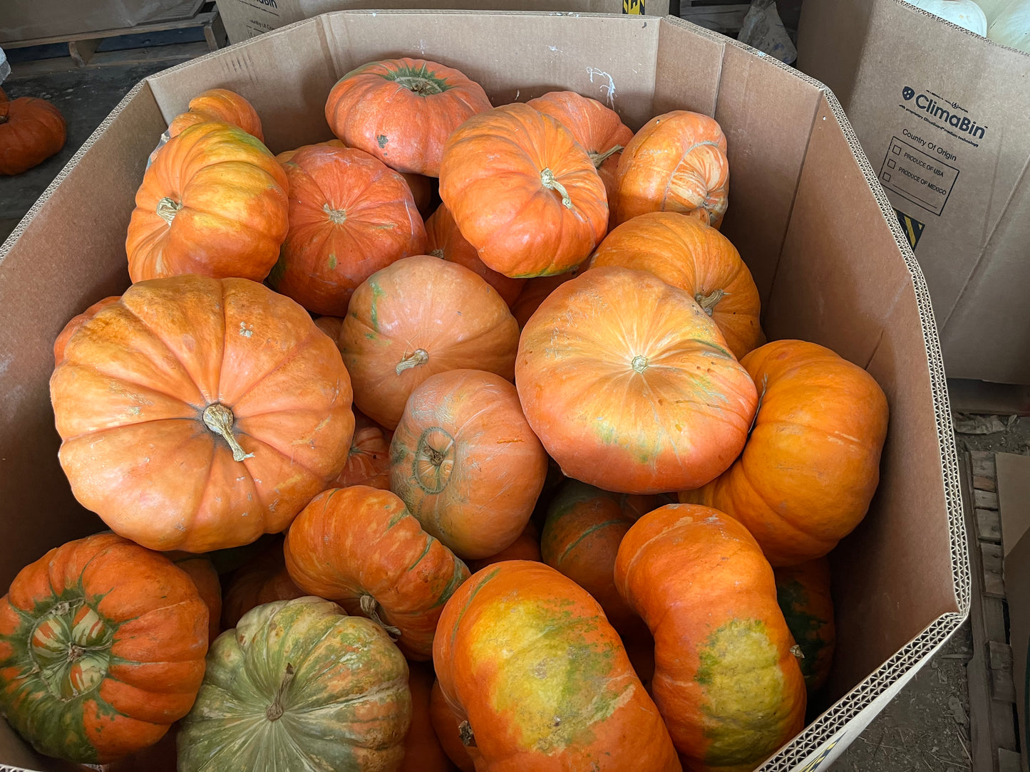 Small/Medium Spec Pumpkins