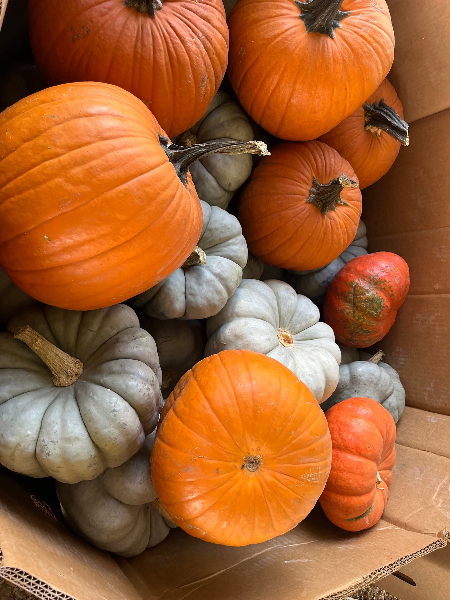 Mini Pumpkins