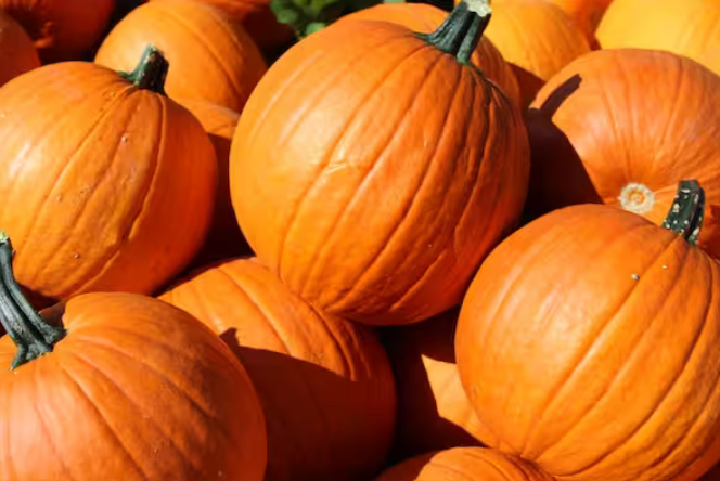 Small/Medium Pumpkin