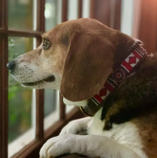 Red Hot dog collar
