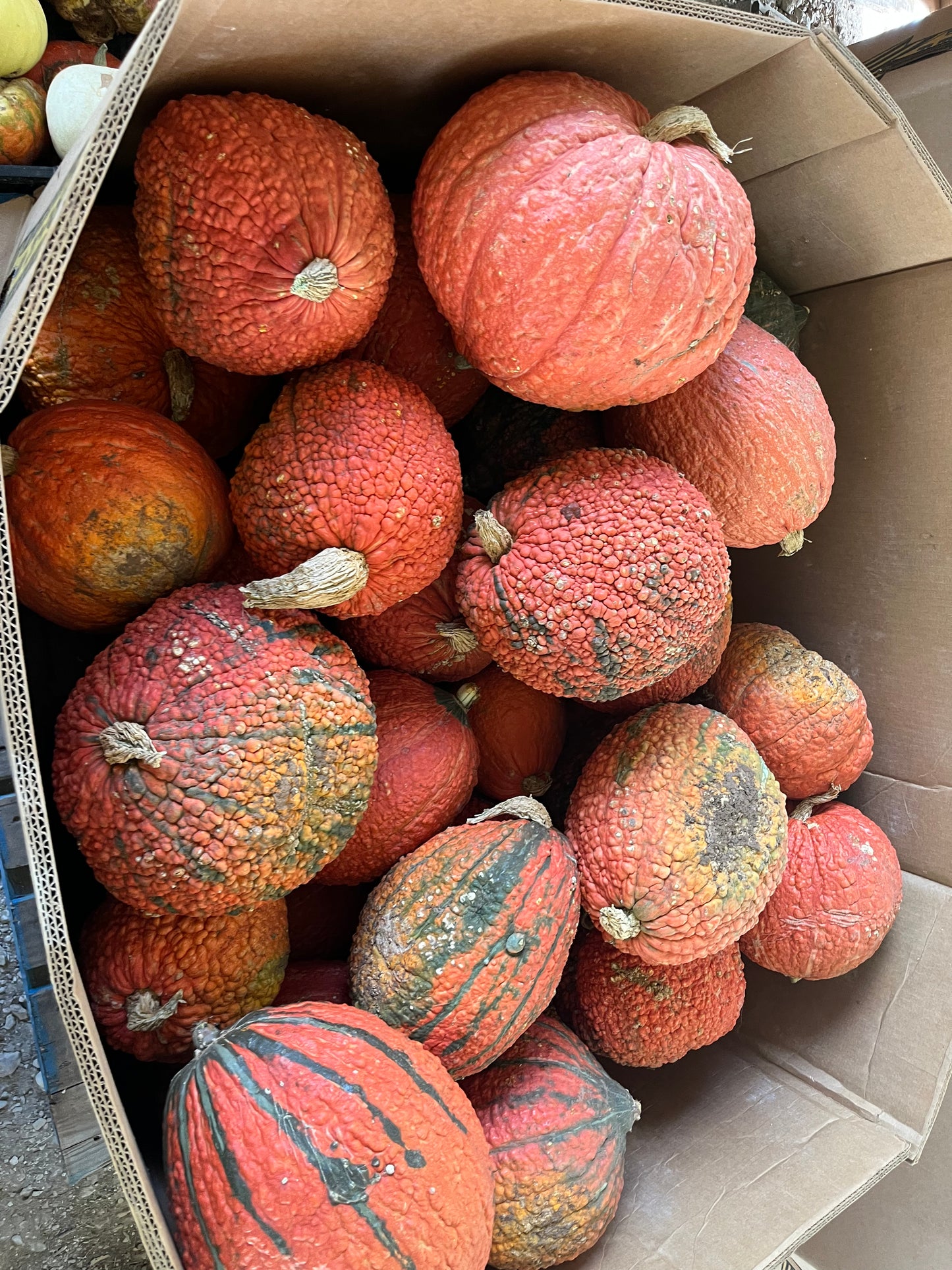 Large Spec Pumpkins